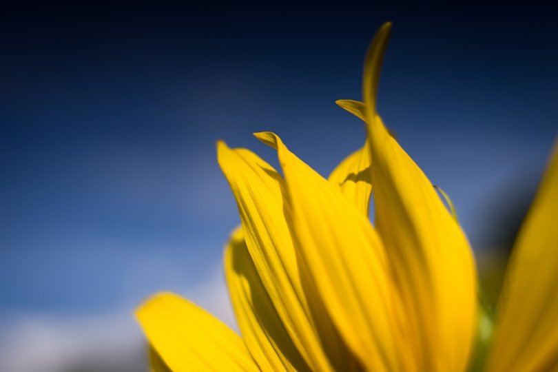 Sunflowers In Languid Afternoon Light_d0353489_23221627.jpg