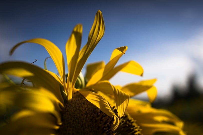 Sunflowers In Languid Afternoon Light_d0353489_23222589.jpg