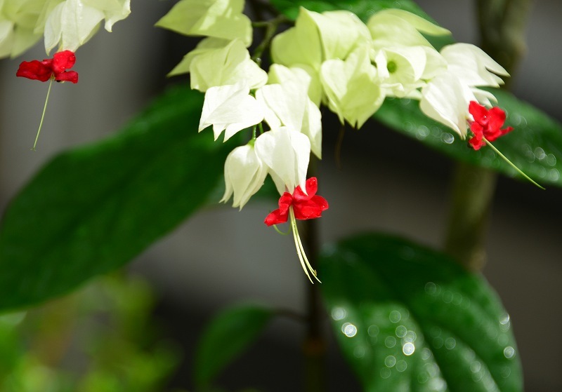 もののふに関わる名前の花たち_c0067690_16170234.jpg