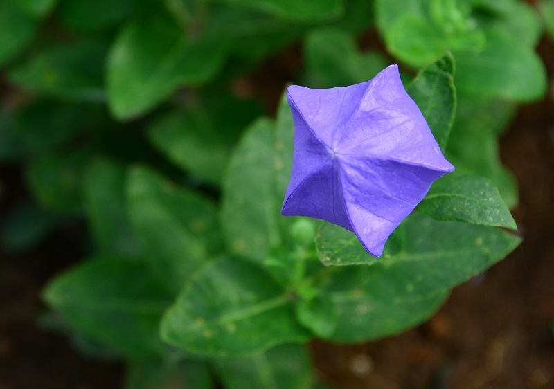 もののふに関わる名前の花たち_c0067690_16191065.jpg