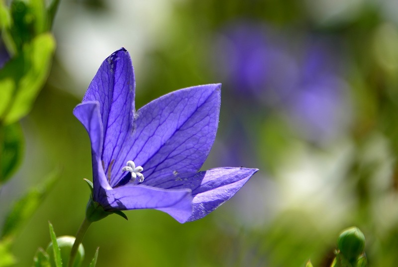 もののふに関わる名前の花たち_c0067690_16191306.jpg