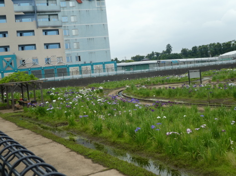 20１８年７月13日 　努から熊本の銘菓「お菓子の香梅」が届く　　その1_d0249595_19343897.jpg