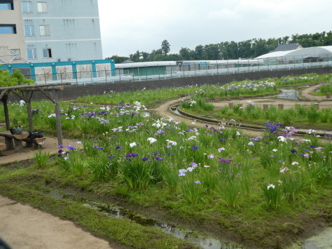 20１８年７月14日日 　努から熊本の銘菓「お菓子の香梅」が届く　　その2_d0249595_19434322.jpg