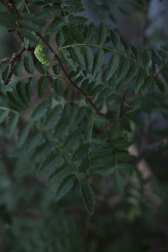 c0367403_15375821.jpg