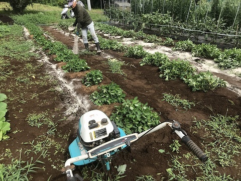 7 7 土 第二 落花生土寄せ トウモロコシ防獣ネット カボチャ管理 野菜と果物とキノコと 7 7 土 第二 落花生土寄せ トウモロコシ防獣ネット カボチャ管理 野菜と果物とキノコと