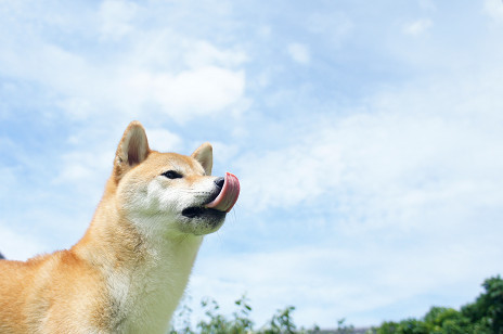 手ぬぐい巻き犬abby＆zack_a0345107_18563657.jpg