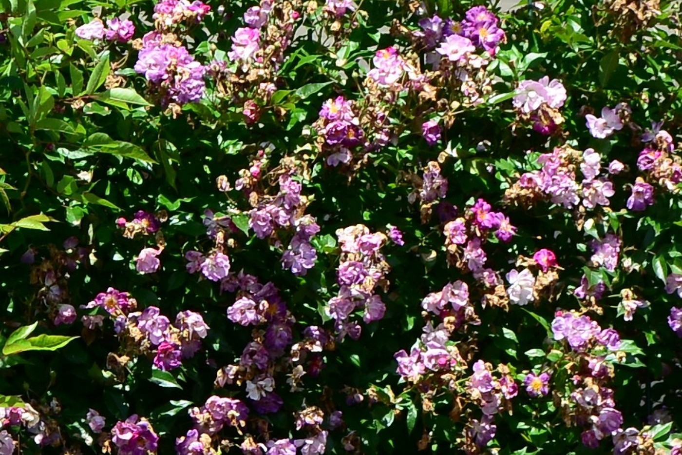 a0248508_15193279.jpg