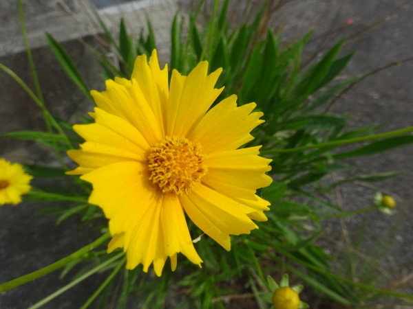 オオキンケイギク 大金鶏菊 特定外来生物 18 7 11 徳ちゃん便り オオキンケイギク 大金鶏菊 特定外来生物 18 7 11 徳ちゃん便り