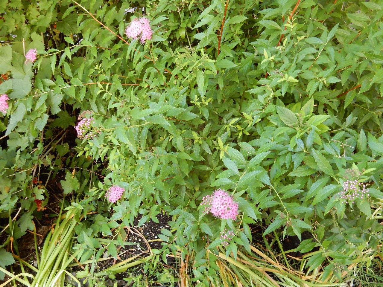 雨去るも寒気来たる_c0025115_22065536.jpg