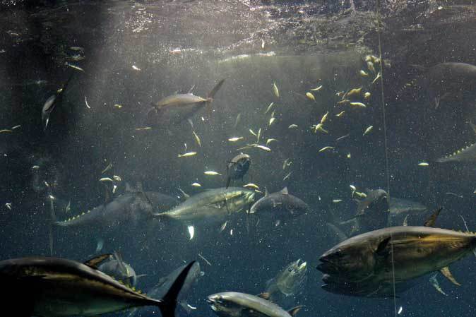 葛西臨海水族園～マグロ大水槽（アクアシアター）_b0355317_21360319.jpg