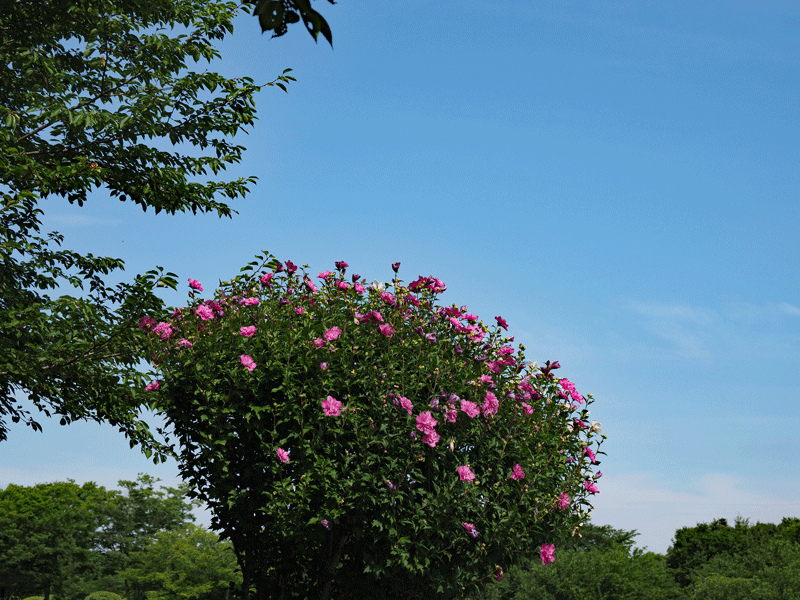 d0290240_10432469.gif