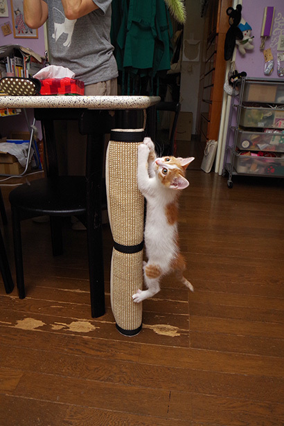 お気に入りの爪研ぎ_a0028451_12512413.jpg