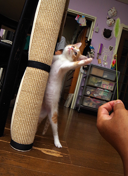 お気に入りの爪研ぎ_a0028451_12512474.jpg
