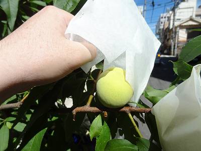 e0033751_11403934.jpg