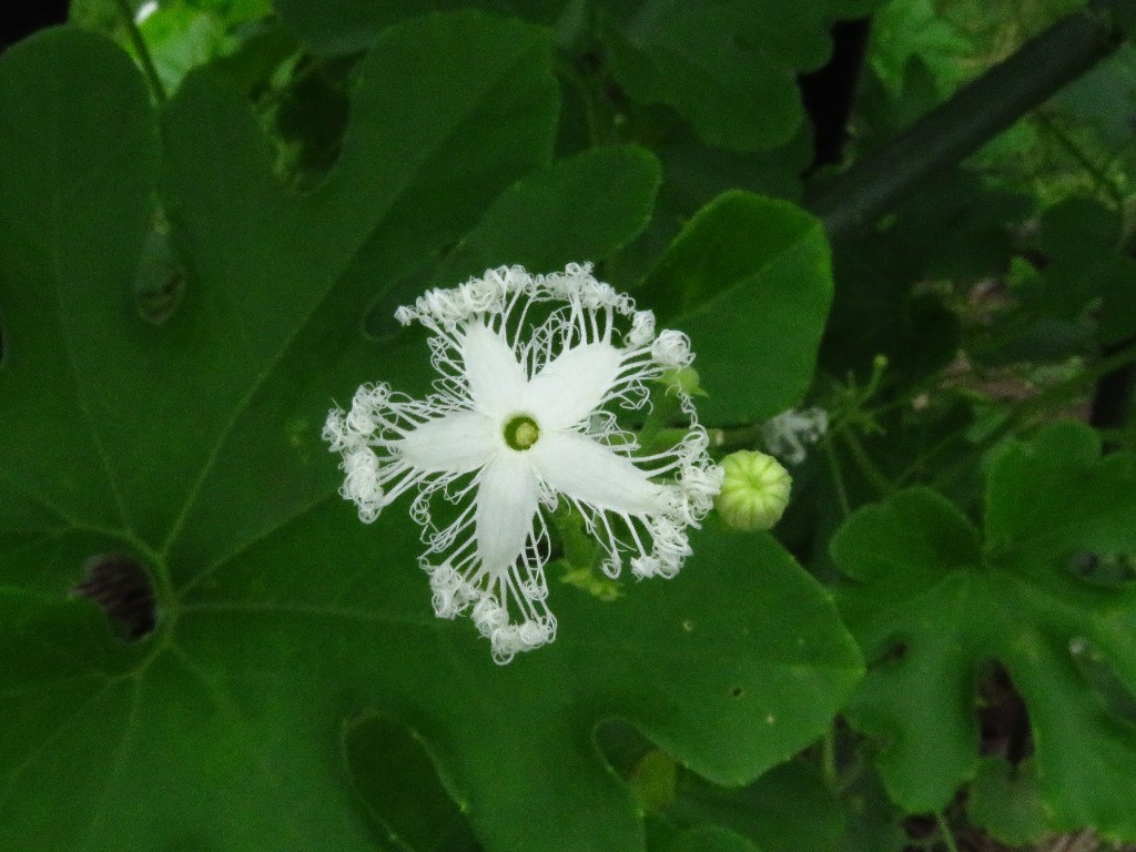 a0018655_10072711.jpg
