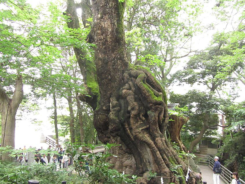 続・来宮神社_e0129656_22584422.jpg