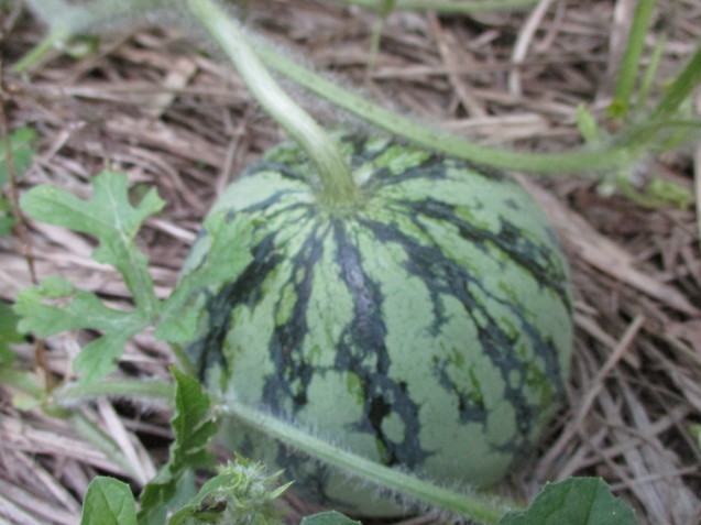 b0366663_21542215.jpg