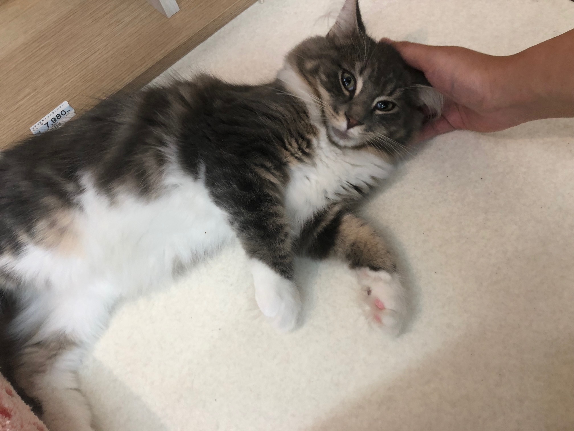 d0389067_18323597.jpeg