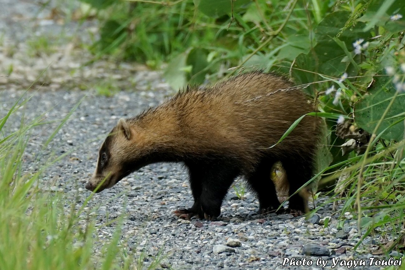 日本 ハクビシンではなくアナグマでした とことん写真