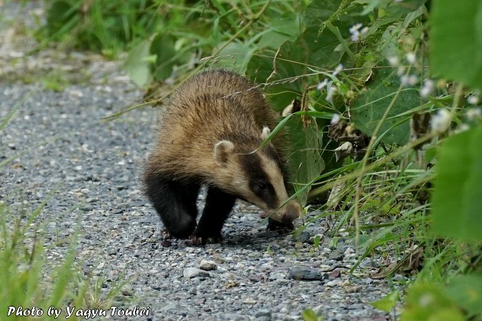 日本 ハクビシンではなくアナグマでした とことん写真