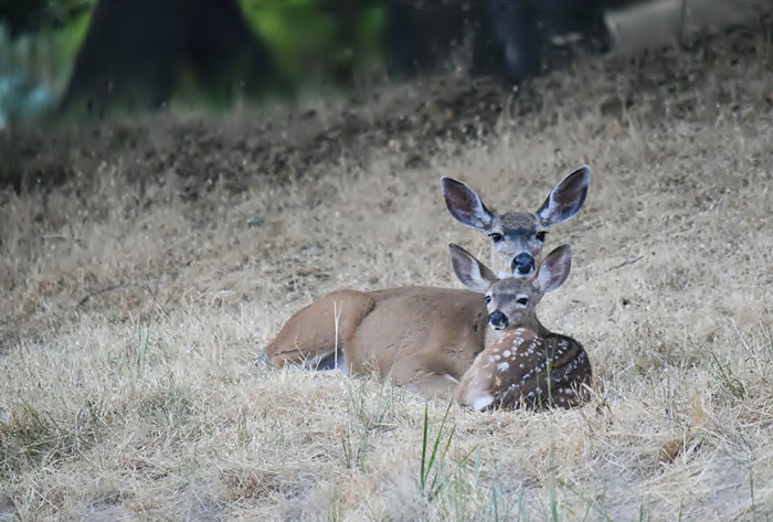 Deer across the street from where we live_b0369375_6433235.jpg