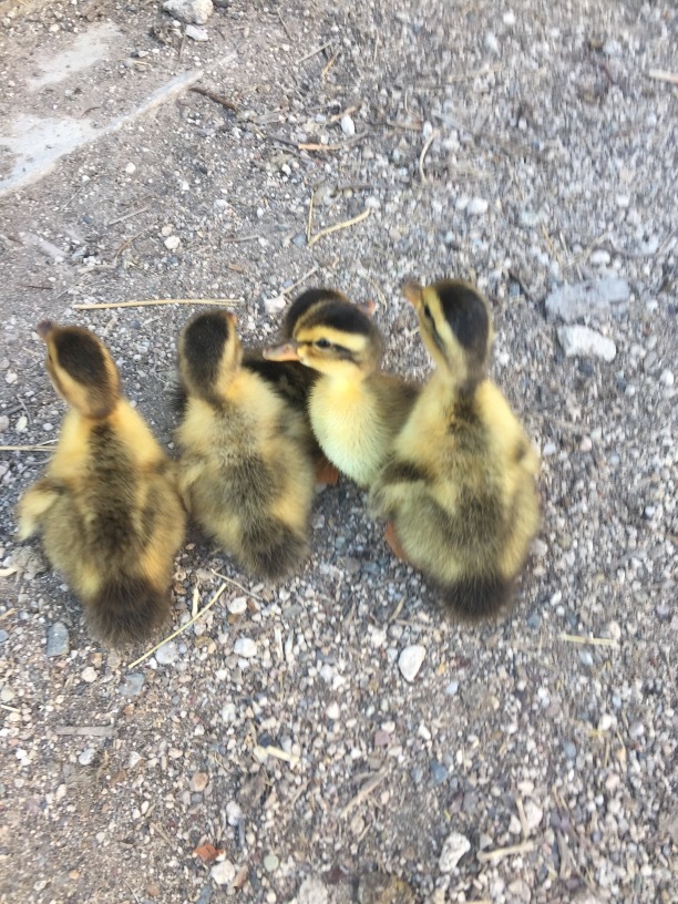 アヒルの赤ちゃん トルコ子育て生活