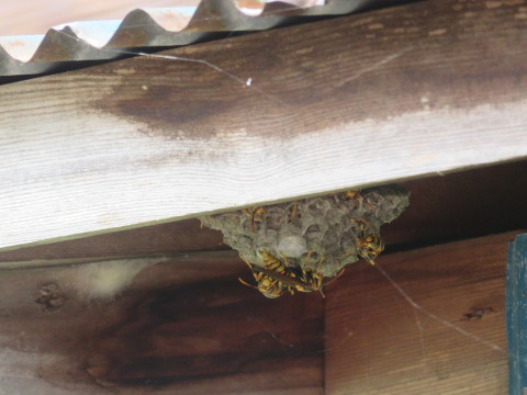 またまた「あしながバチ」の巣を発見_f0116186_21503263.jpg