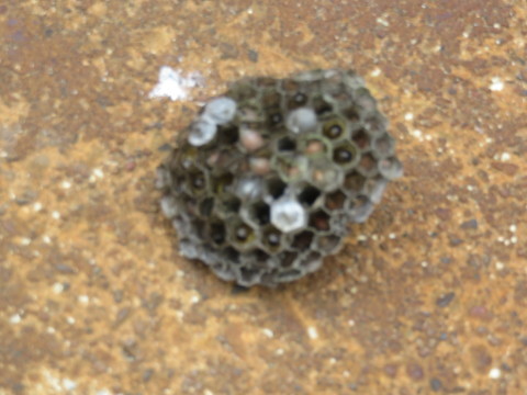 またまた「あしながバチ」の巣を発見_f0116186_21505146.jpg