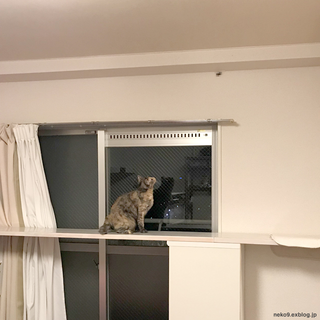 おおきい黒い虫 賃貸ネコ暮らし 賃貸住宅でネコを室内飼いする工夫 おおきい黒い虫 賃貸ネコ暮らし 賃貸住宅でネコを室内飼いする工夫