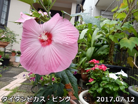 初めての花「タイタンビカス_e0033229_1754260.jpg