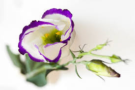a0245136_06454315.png