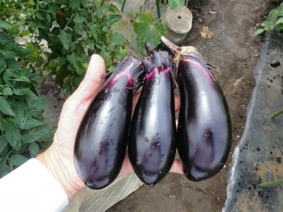 d0111439_21380550.jpg