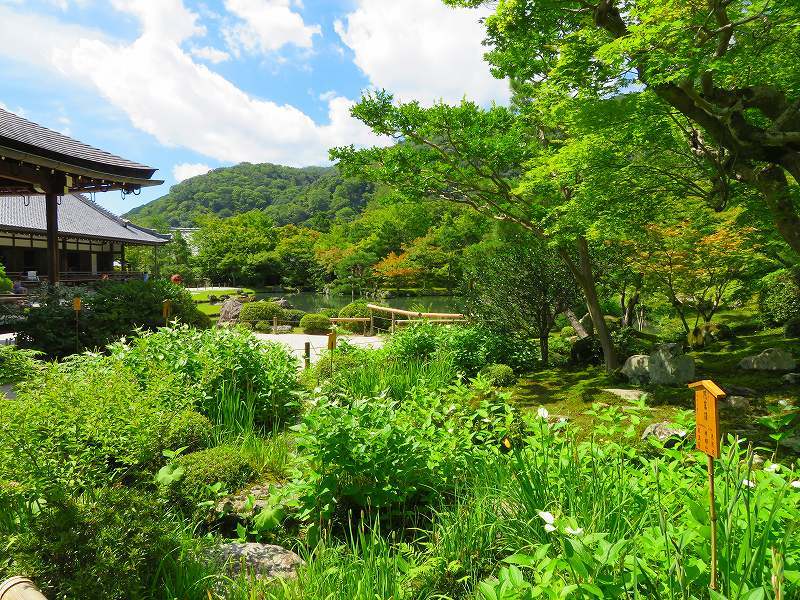 天龍寺(嵐山)の境内20180709_e0237645_17341897.jpg