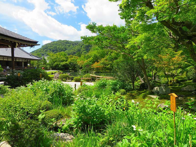 天龍寺（嵐山）の境内20180709_e0237645_17341897.jpg