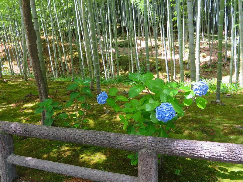 天龍寺(嵐山)の境内20180709_e0237645_17341957.jpg