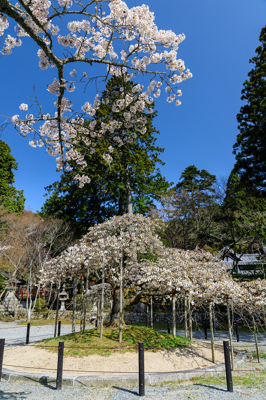 桜咲く京都2018　千眼桜咲く大原野神社_f0155048_8393723.jpg