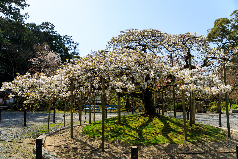 桜咲く京都2018　千眼桜咲く大原野神社_f0155048_8421421.jpg