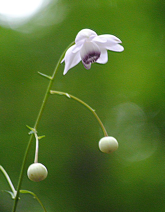 a0001354_20124470.gif