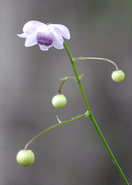a0001354_20131522.gif