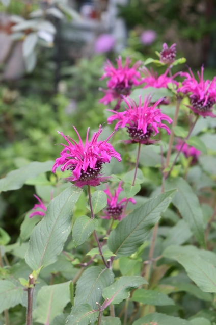 モナルダの二番花が咲きました 小さな庭 2