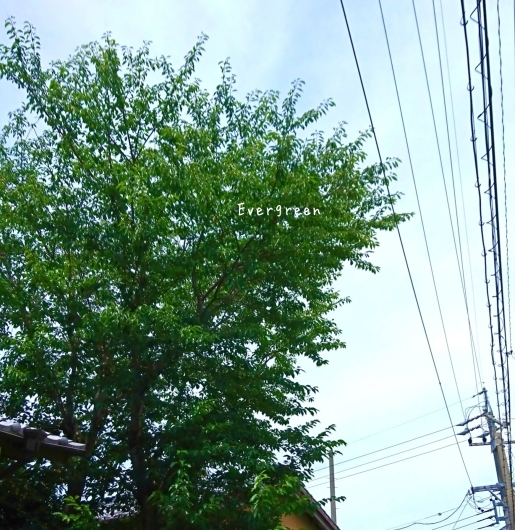 d0362666_18340466.jpg