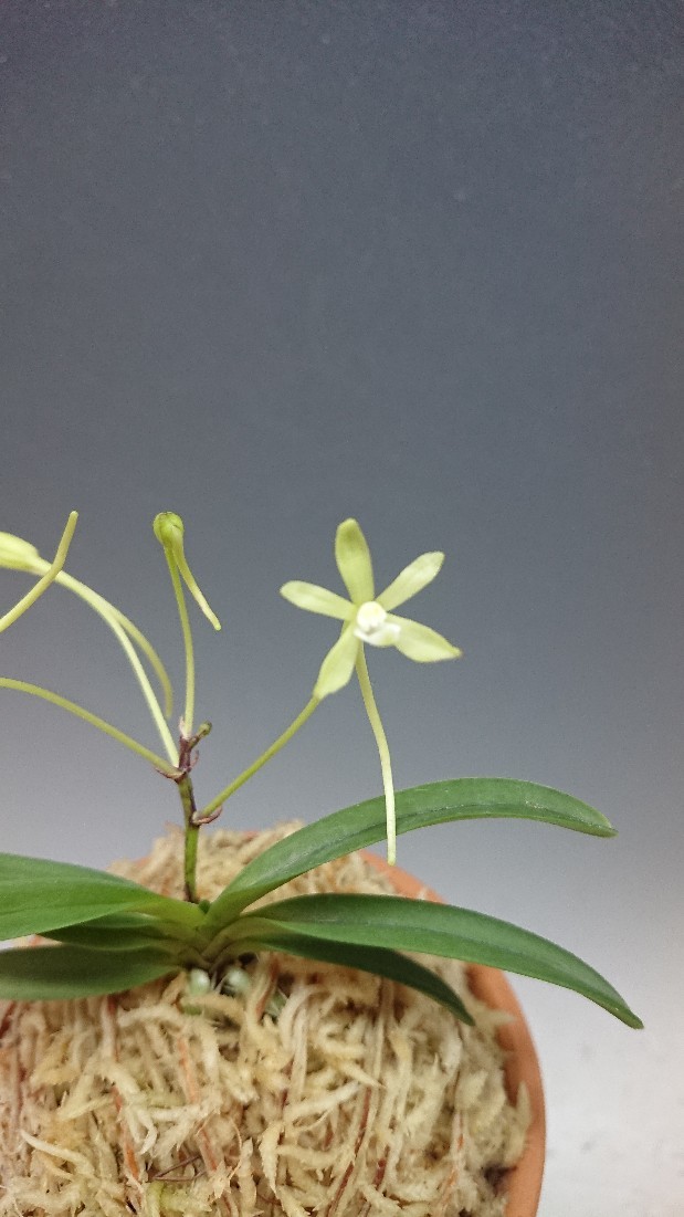 富貴蘭 交配緑花 dream grasses 富貴蘭 交配緑花 dream grasses