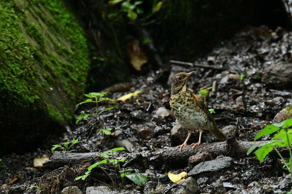 クロツグミ 幼鳥雄と牝 _f0053272_22015875.jpg