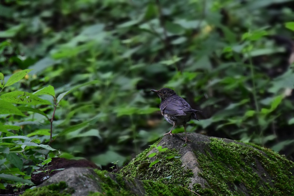 クロツグミ 幼鳥雄と牝 _f0053272_22412470.jpg