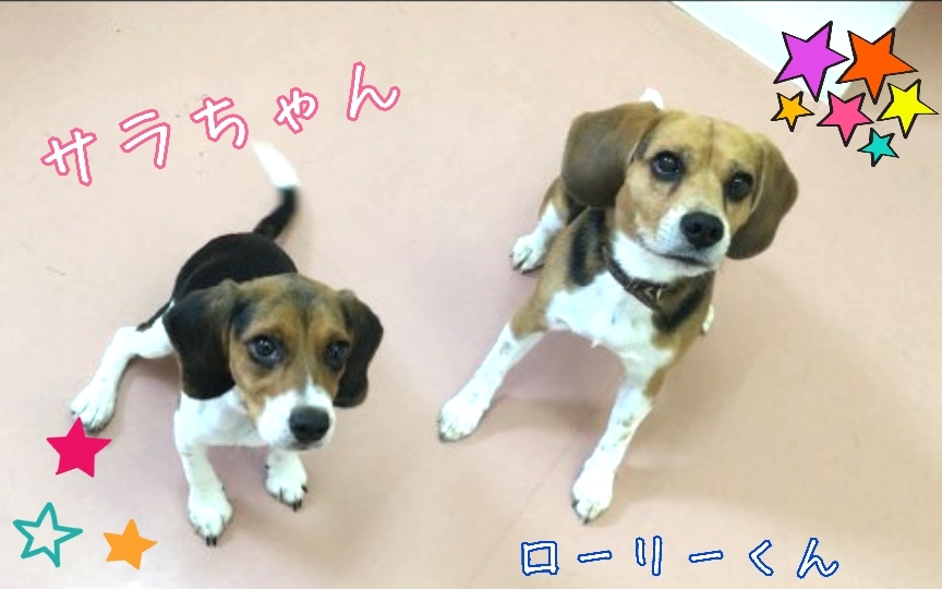 トレーニングブログ_f0357682_15220308.jpg
