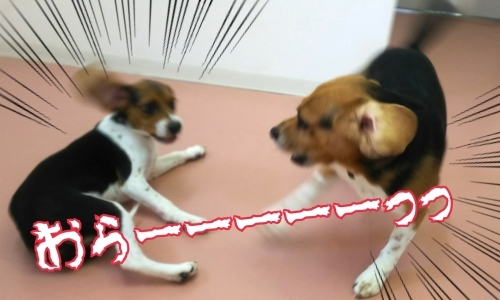 トレーニングブログ_f0357682_15245305.jpg