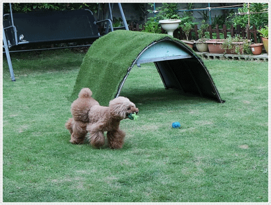 b0175688_23173250.gif
