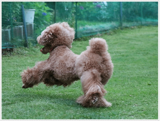 b0175688_23173881.gif