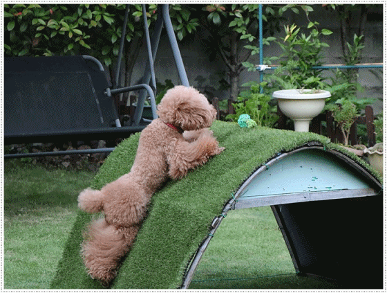 b0175688_23530766.gif