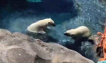 アメリカ・ソルトレイクシティ、ホーグル動物園のノーラとホープの夏の日_a0151913_2251418.jpg